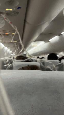 实配网配资 上海飞日本航班急速下降7000米，氧气面罩突然掉落！乘客：“人还在，魂没了”，航司赔偿1.5万日元和住宿费！官方通报